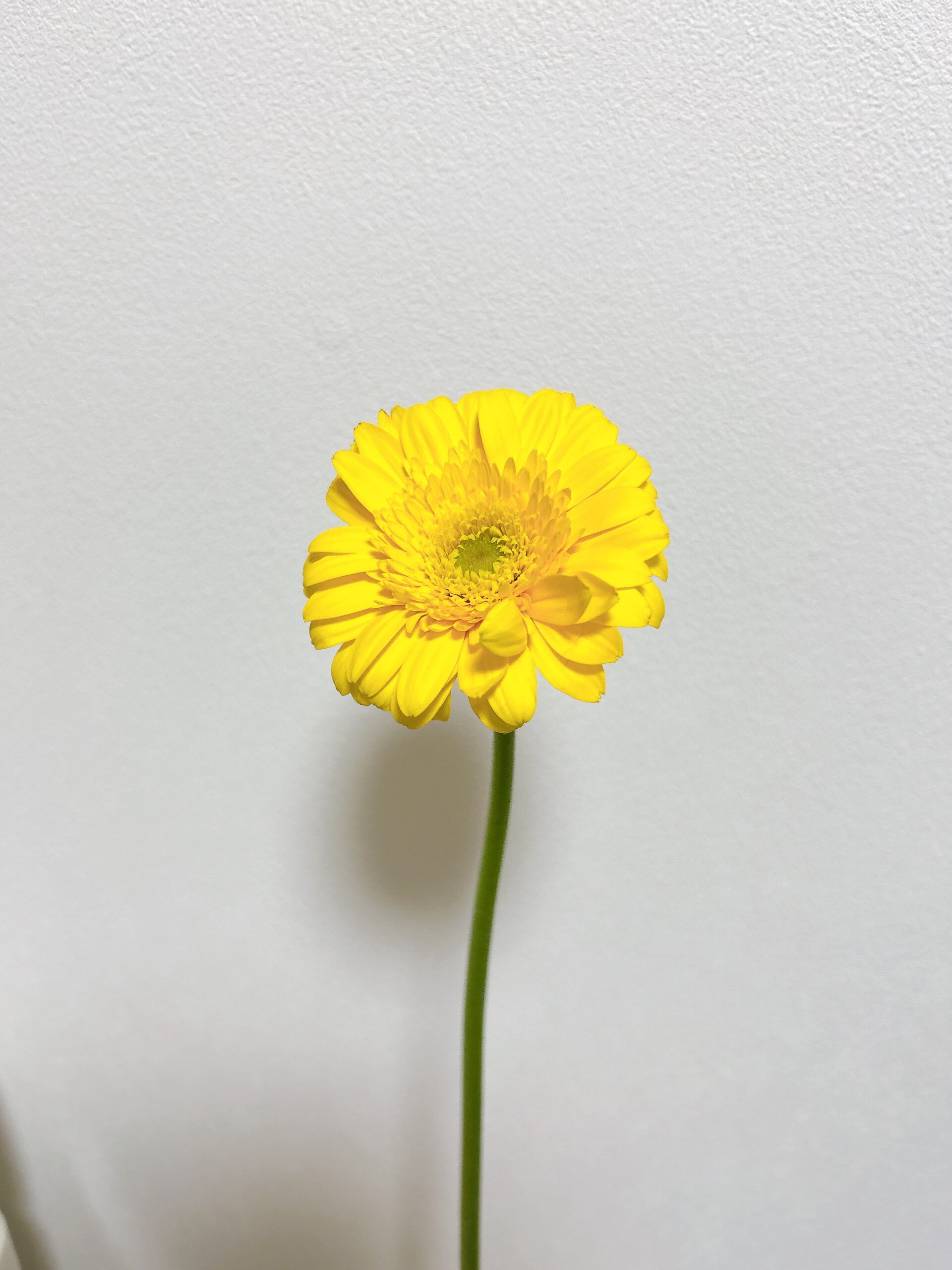 うい夫婦
